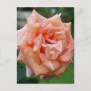 Cartão Postal Rosa de Pêssego Manchada em Flor