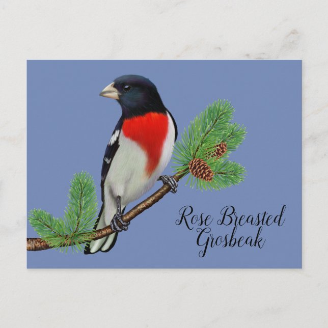 Cartão Postal Rosa de pintura de pássaro preto vermelho Grosbeak (Frente)