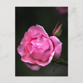 Cartão Postal Rosa de Postal - Fotografia Floral