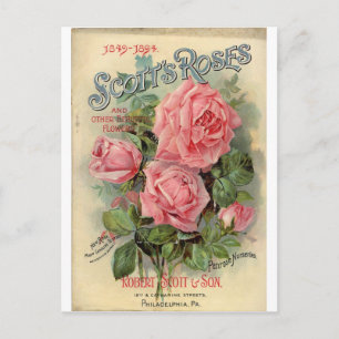 Cartão Postal Rosa de Vintage