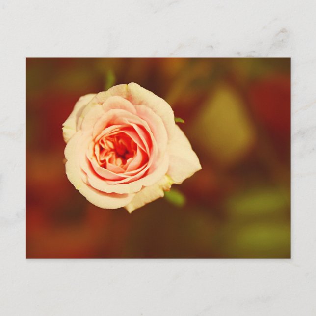 Cartão Postal Rosa Desbotada (Frente)