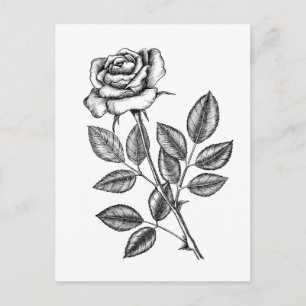 Cartão Postal Rosa desenho 2
