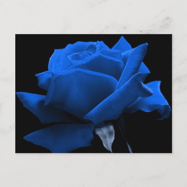 Cartão Postal Rosa do azul (Frente)