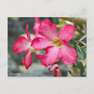 Cartão Postal Rosa do deserto ポ [Cartão postal] ス ト Team