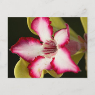 Cartão Postal Rosa-do-deserto (Adenium Obesum), África do Sul