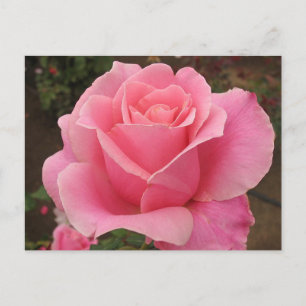 Cartão Postal Rosa do rosa