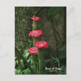 Cartão Postal Rosa do Sião