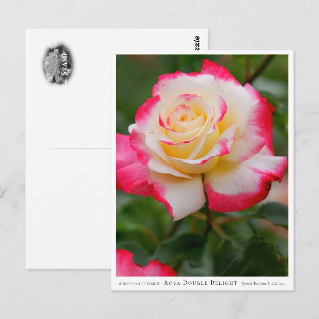 Cartão Postal Rosa Double Delight (Frente/Verso)