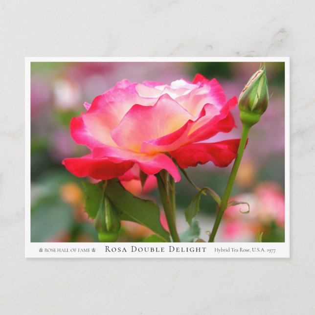 Cartão Postal Rosa Double Delight (Frente)