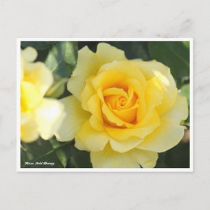 Cartão Postal Rosa Dourada Bunny