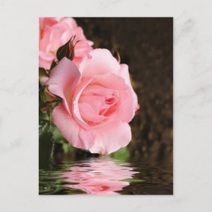Cartão Postal rosa e água
