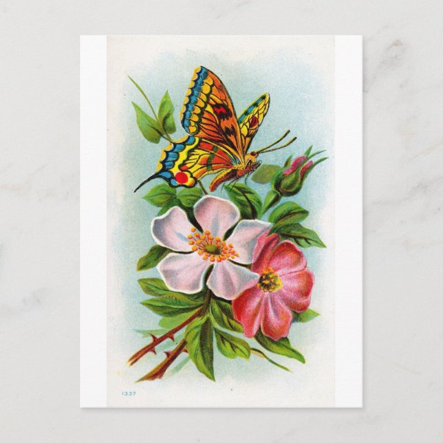 Cartão Postal Rosa e borboleta (Frente)