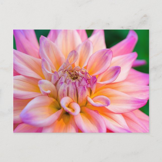 Cartão Postal Rosa e Cream Dahlia (Frente)