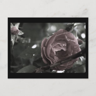 Cartão Postal Rosa e miniImpressão digital coloridos