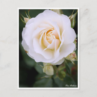 Cartão Postal Rosa Edelweiss:Postcard