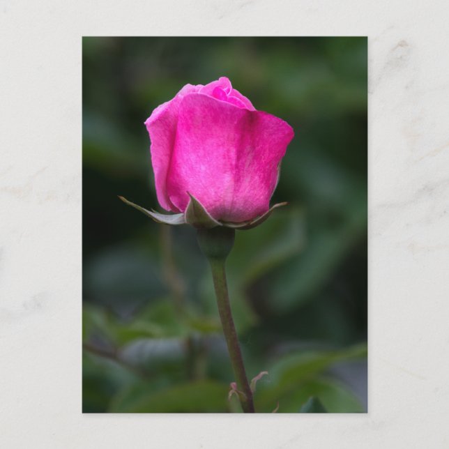 Cartão Postal Rosa Elegante Rosa  (Frente)