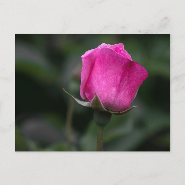 Cartão postal Rosa Elegante Rosa Pálida (Frente)