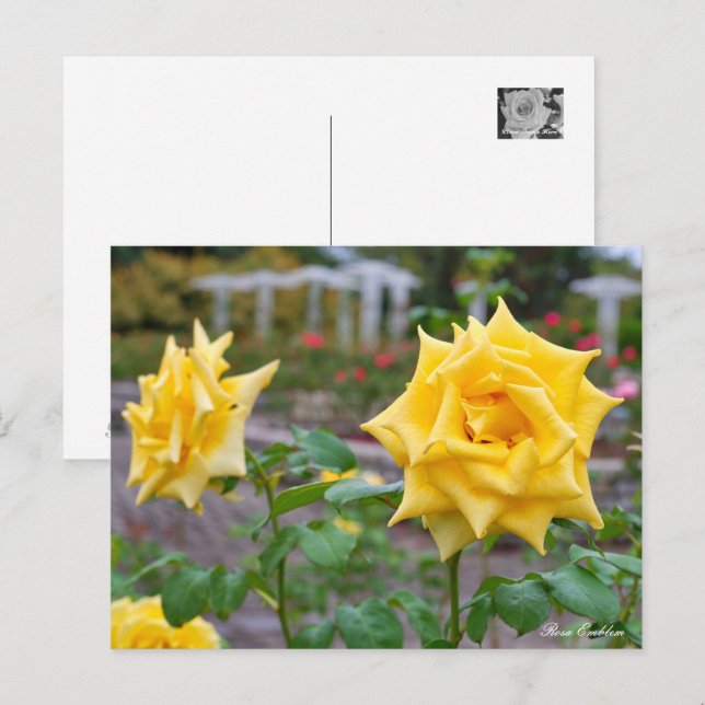 Cartão Postal Rosa Emblem (Frente/Verso)