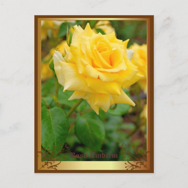Cartão Postal Rosa Emblem [Cartão-postal] (Frente)