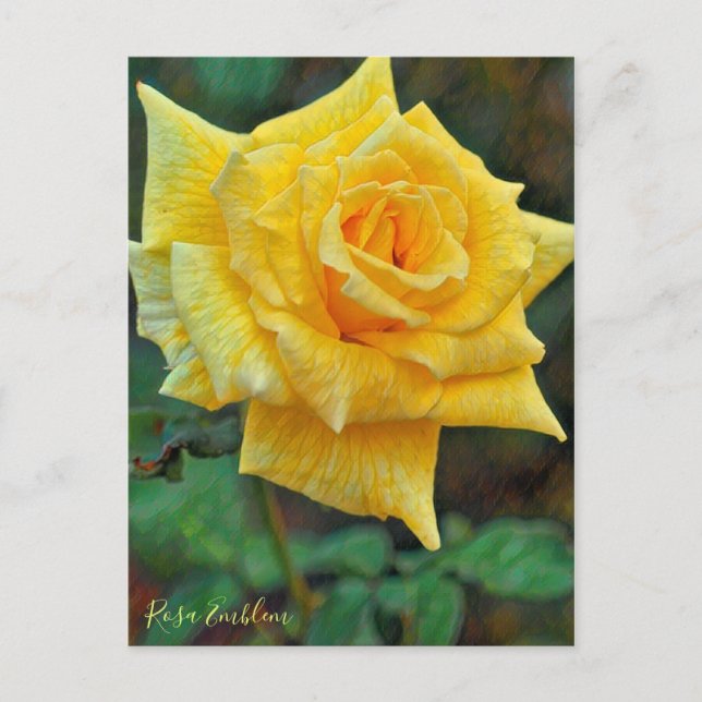 Cartão Postal Rosa Emblem [Postcard] (Frente)