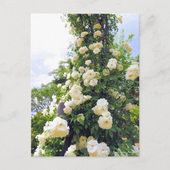 Cartão Postal Rosa Escalando Iceberg:Cartão-postal (Frente)