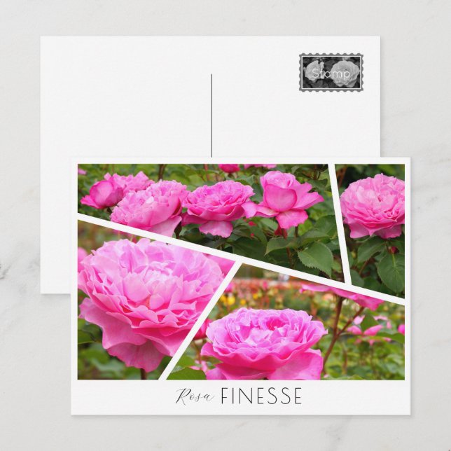 Cartão Postal Rosa Finesse (Frente/Verso)