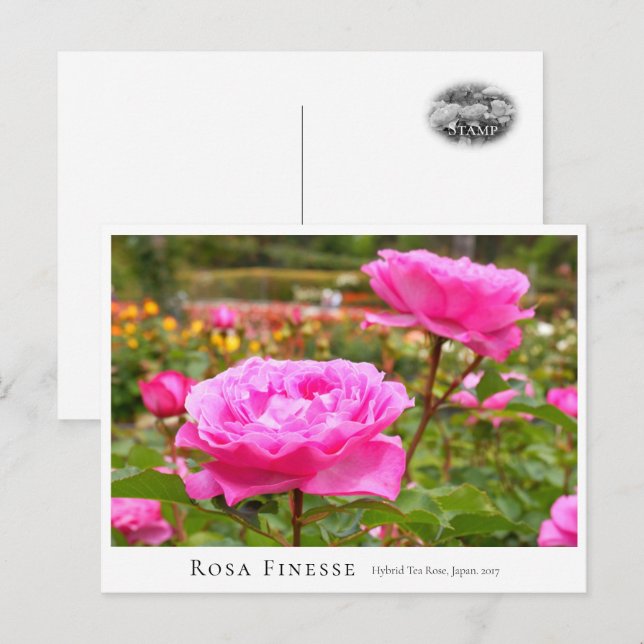 Cartão Postal Rosa Finesse (Frente/Verso)