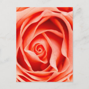 Cartão Postal Rosa flor de laranja