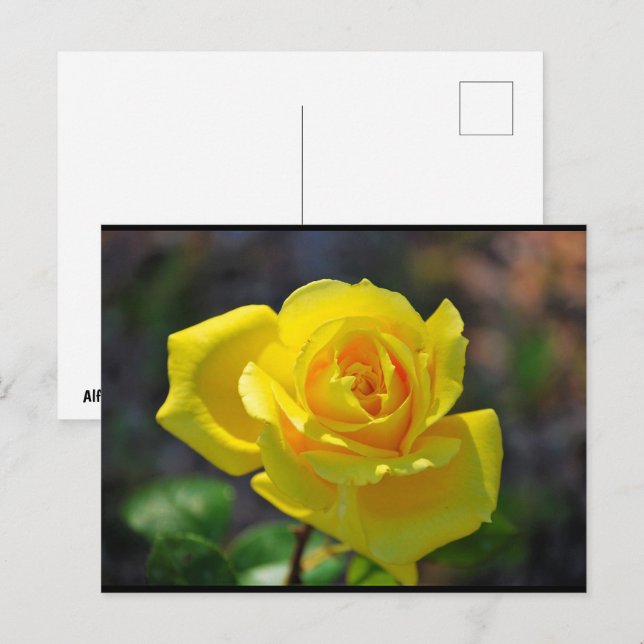 Cartão Postal Rosa Floral Amarela (Frente/Verso)