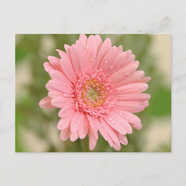 Cartão Postal Rosa Floral Gerbera Daisy Flower Hello Love (Frente)