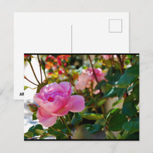 Cartão Postal Rosa Floral Rosa