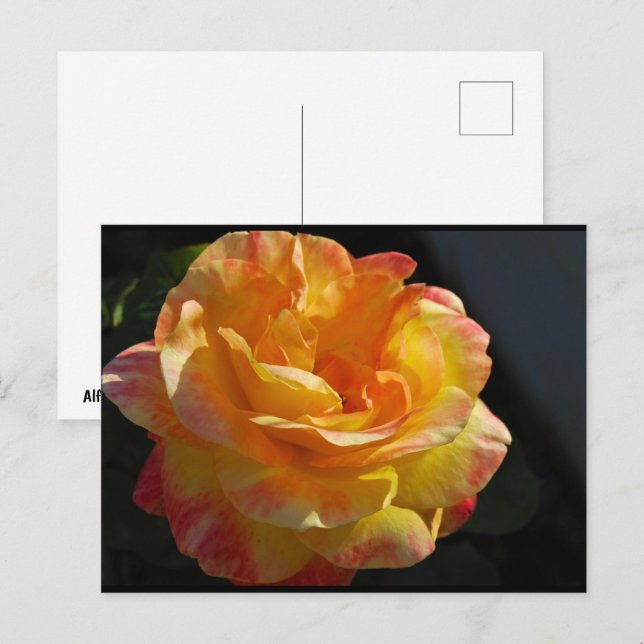 Cartão Postal Rosa Floral Rosa e Amarela (Frente/Verso)