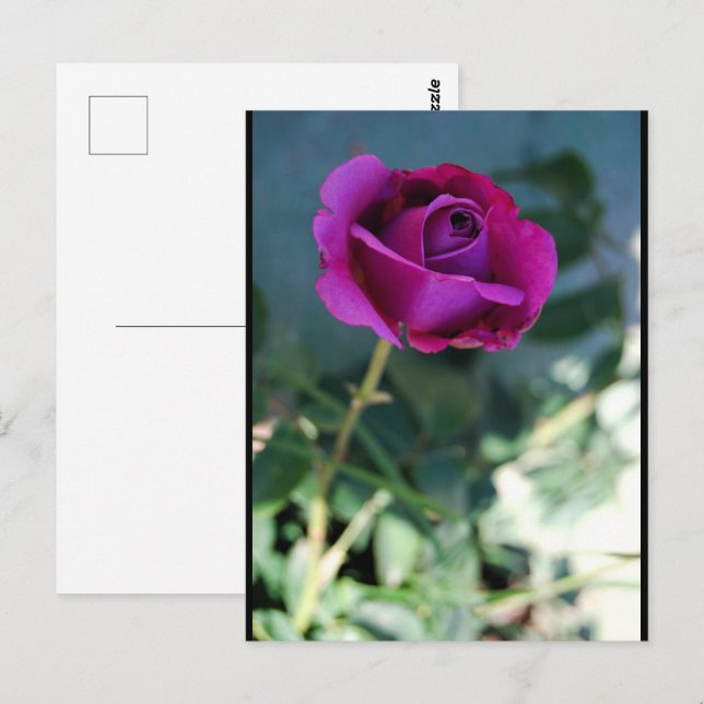 Cartão Postal Rosa Floral Roxa (Frente/Verso)