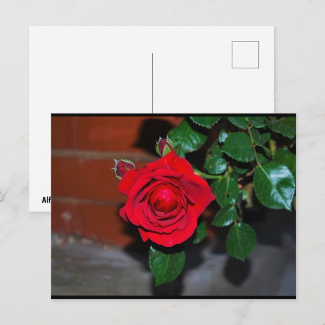 Cartão Postal Rosa Floral Vermelha (Frente/Verso)