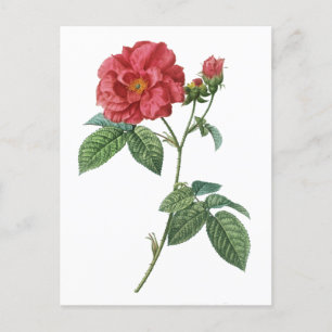 Cartão Postal rosa francesa (Rosa gallica)