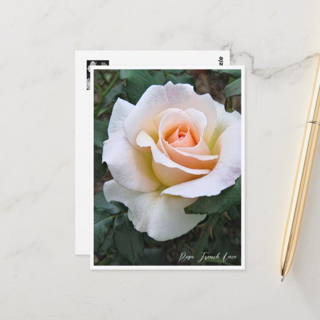 Cartão Postal Rosa French Lace (Frente/Verso In Situ)