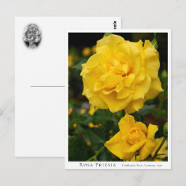 Cartão Postal Rosa Friesia