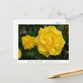 Cartão Postal Rosa Friesia