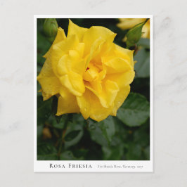 Cartão Postal Rosa Friesia