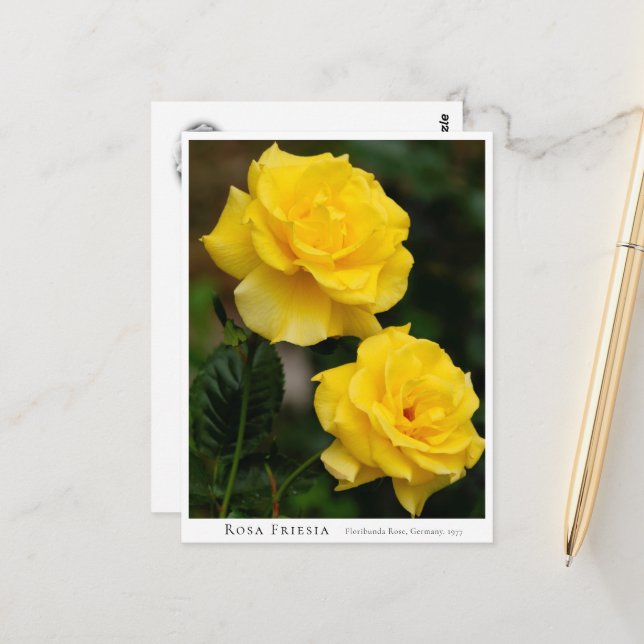 Cartão Postal Rosa Friesia (Frente/Verso In Situ)