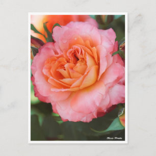 Cartão Postal Rosa Fruite