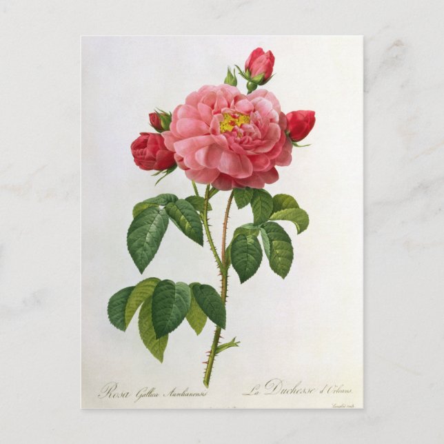 Cartão Postal Rosa Gallica Aurelianensis (Frente)