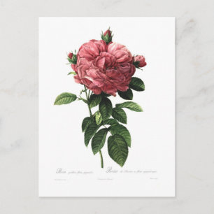 Cartão Postal Rosa gallica flore giganteo