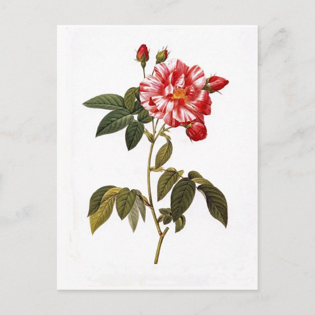 Cartão Postal Rosa gallica versicolor (Frente)