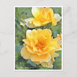 Cartão Postal Rosa Garden