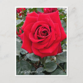 Cartão Postal Rosa Gartenzauber '84