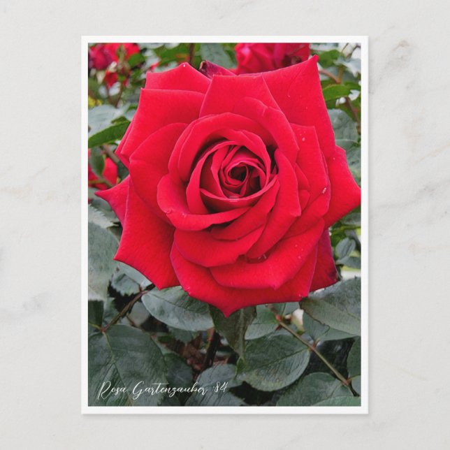 Cartão Postal Rosa Gartenzauber '84 (Frente)