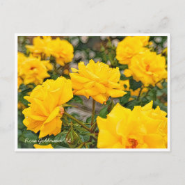 Cartão Postal Rosa Goldmarie '84