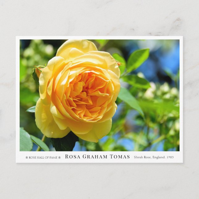 Cartão Postal Rosa Graham Tomas (Frente)