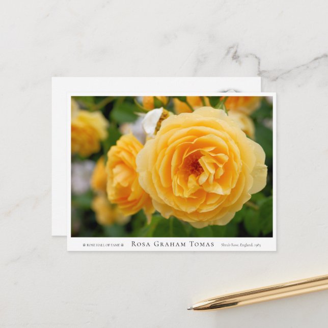 Cartão Postal Rosa Graham Tomas (Frente/Verso In Situ)
